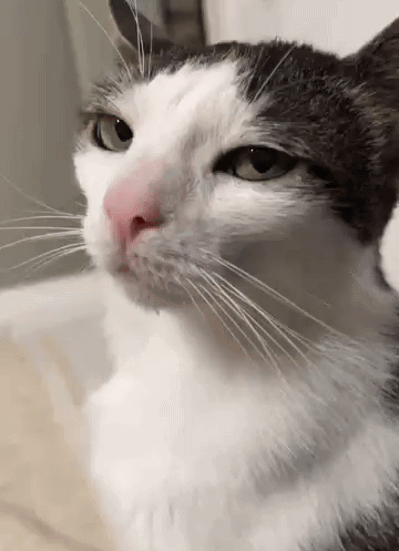 Cat with Pink Nose and Green Eyes