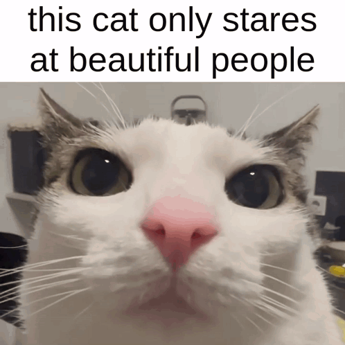 Cat With Pink Nose Stares at Beautiful People