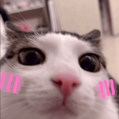 Cat With Pink Sticker On Face GIF
