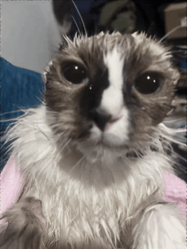 Cat With Pink Towel On Head GIF
