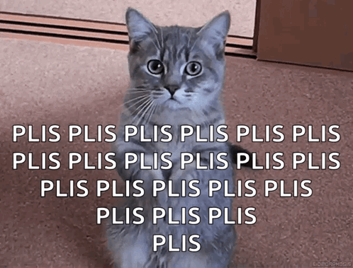 Cat With Plis Plis Plis Caption GIF