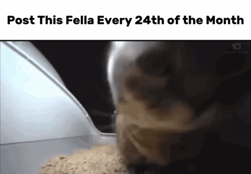 Cat With Post This Fella Text GIF