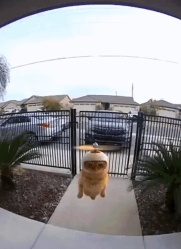 Cat With Propeller Hat Flying