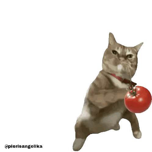 Cat with Red Collar Next to Tomato