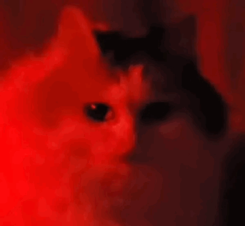 Cat with Red Eyes in Dark Room