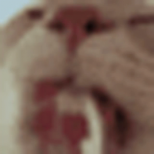Cat With Red Tongue Sticking Out