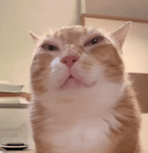Cat With Serious Look