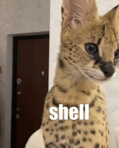 Cat With Shell Word GIF