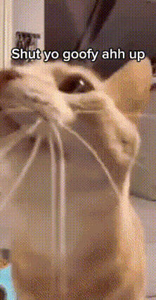 Cat With Shut Up Text