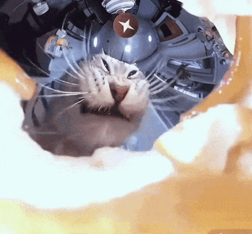 Cat with Star on Nose