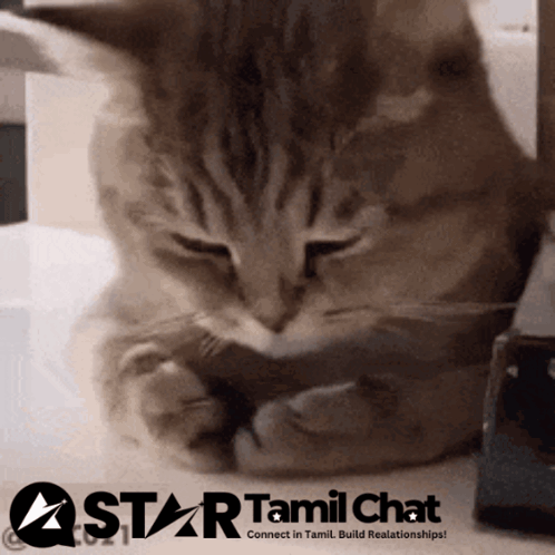 Cat with Star Tamil Chat Logo