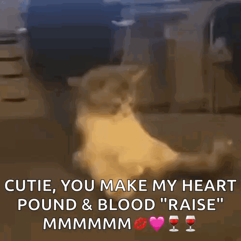 Cat with Text Cutie You Make My Heart Pound & Blood Raise