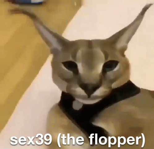 Cat With Text Sex39 The Flopper