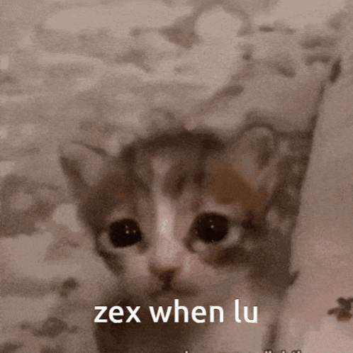 Cat With Text Zex When Lu