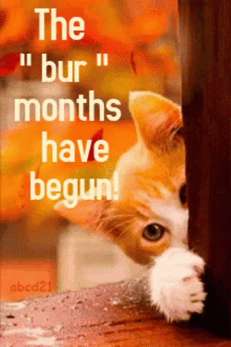 Cat With The Bur Months Have Begun