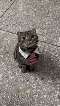 Cat with Tie and Collar Sitting