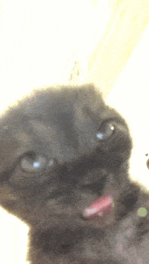 Cat With Tongue Hanging Out
