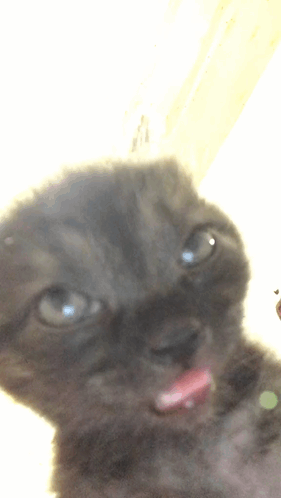 Cat with Tongue Hanging Out