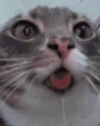Cat With Tongue Out