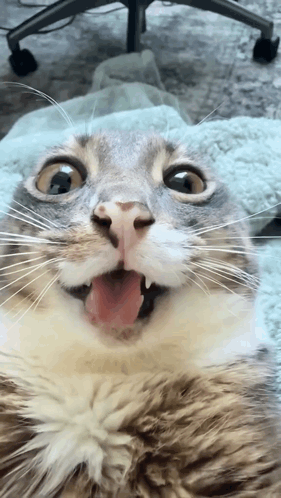 Cat with Tongue Out