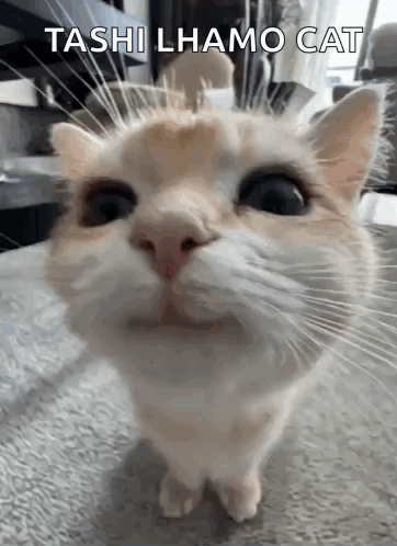 Cat With Toshi Lhamo Cat