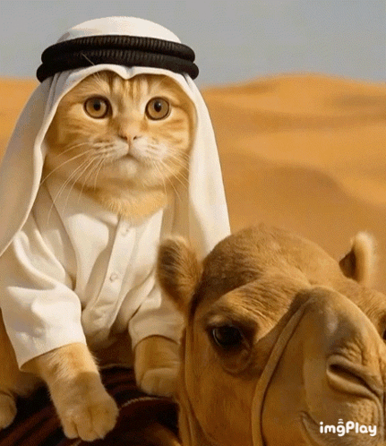 Cat With Towel On Head Saying Ashouuur GIF