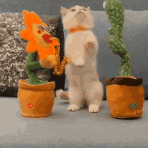 cat-with-toy-plants-dance-m3p7rtqv3nsh8z2n.gif