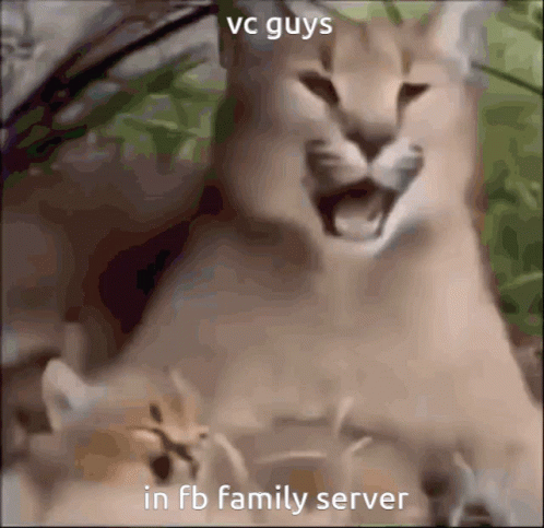 Cat With VC Guys In FB Family Server GIF