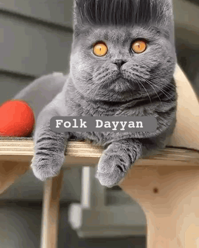 Cat With Wig Lying on Wooden Table