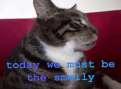 Cat With Words Today We Must Be The Smelly GIF