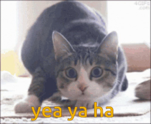 Cat With Yea Yaha Written in Yellow