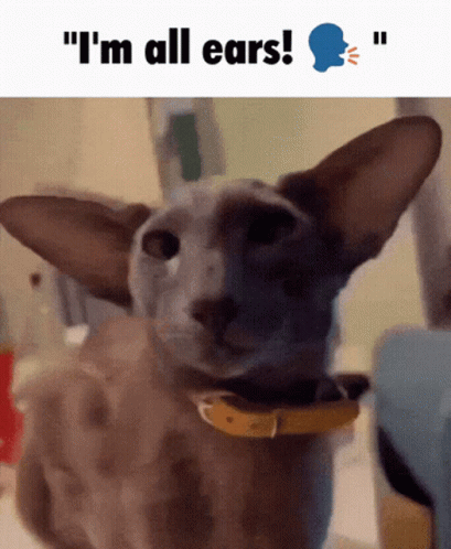 Cat with Yellow Collar Saying I'm All Ears