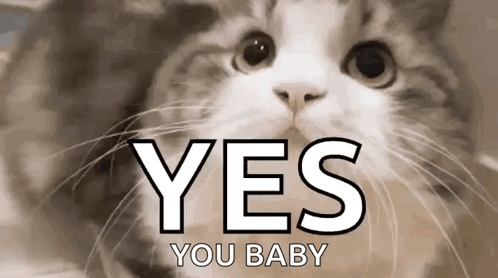 Cat With Yes You Baby Text