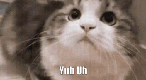 Cat With Yuh Uh Text GIF
