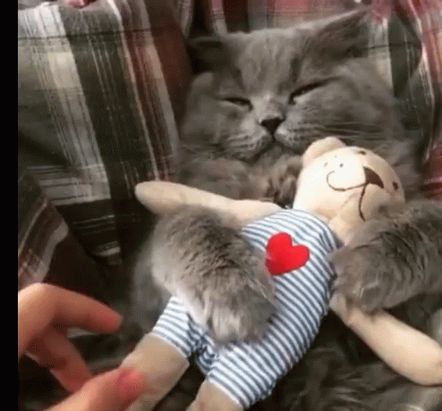 Cat Woken Up Hugging Teddy Bear Toy Funny Hug GIF