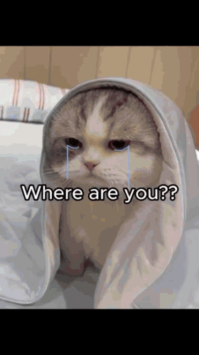 Cat Wrapped in Blanket Crying Where Are You