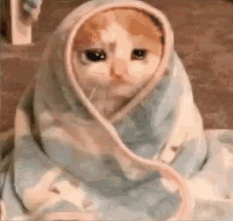 Cat Wrapped In Blanket Looking At Camera GIF