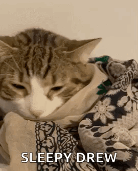 Cat Wrapped in Blanket Sleepy Drew