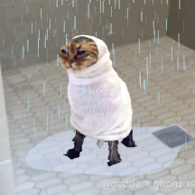Cat Wrapped in Towel Goddam Ghonzo