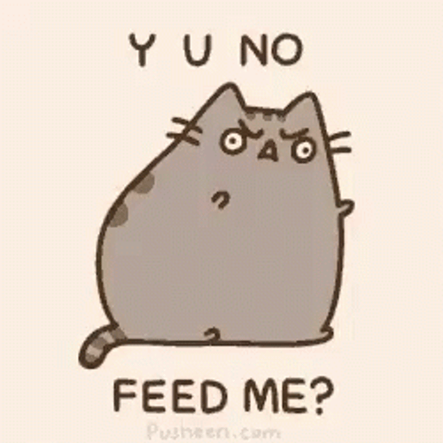 Cat Y U No Feed Me GIF