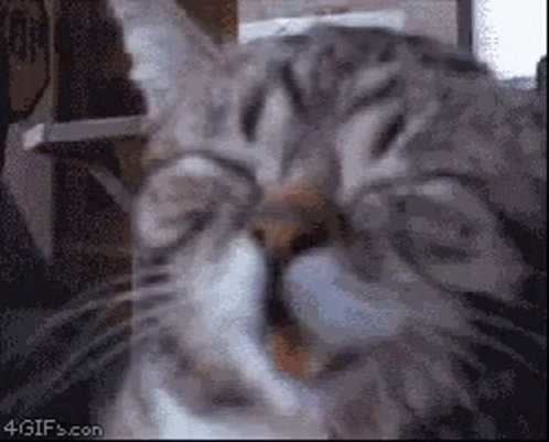 Cat Yawning Close Up