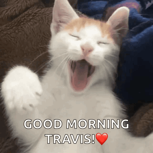 Cat Yawning Good Morning Travis
