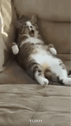 Cat Yawning on Couch