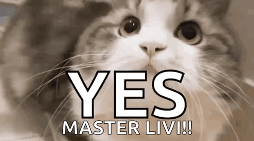 Cat Yes Master Liv GIF