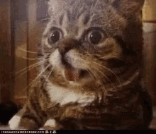 Cat Yikes Looks Funny Animal GIF