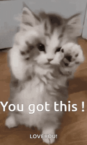 Cat Yougotthis Gif GIF