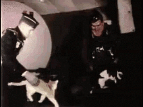 Cat Zero Gravity GIF