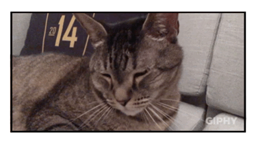 Catch Me Outside How Bout That Exploring Cat GIF