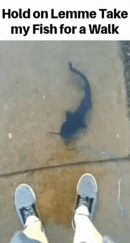 Catch Me Outside How Bout That Fish On Flood GIF