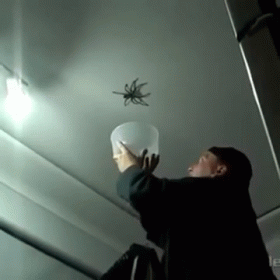 Catching Big Spider Jumpscare GIF